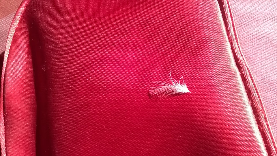 picture feathers sent by a Guardian Angel