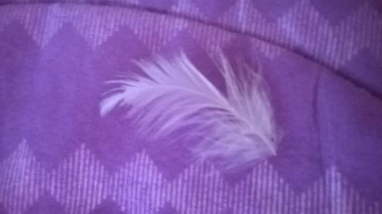 feathers of Guardian Angel photos