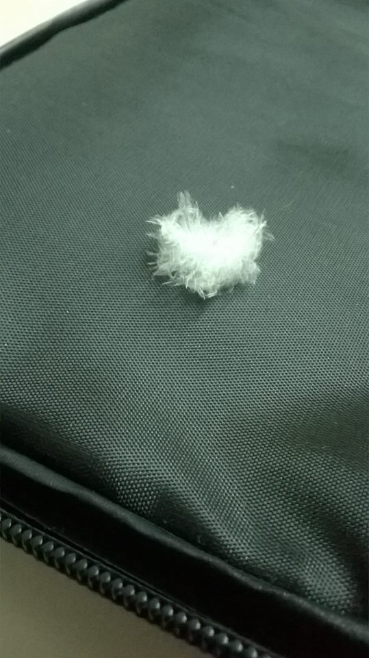 Picture of white feather as the answer from Angels