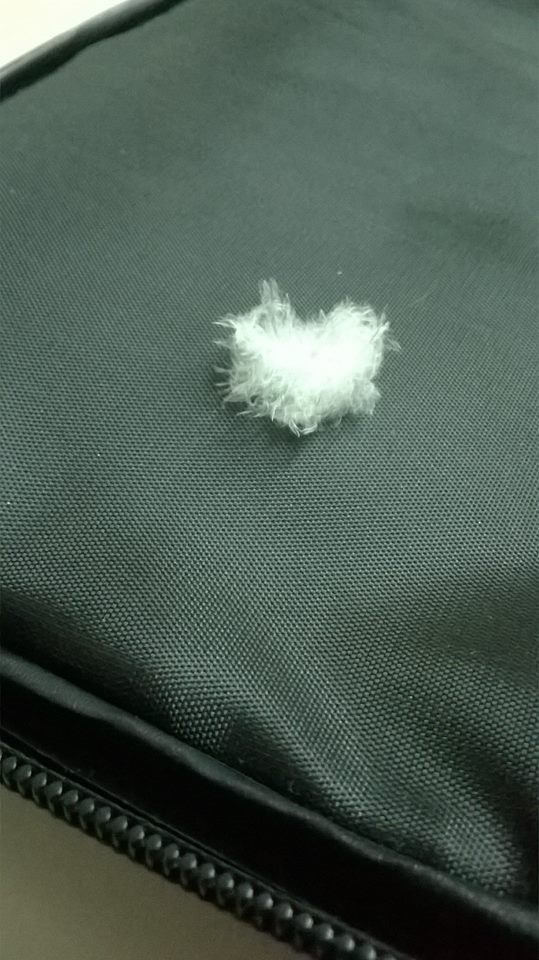 immagine piuma bianca come risposta degli angeli