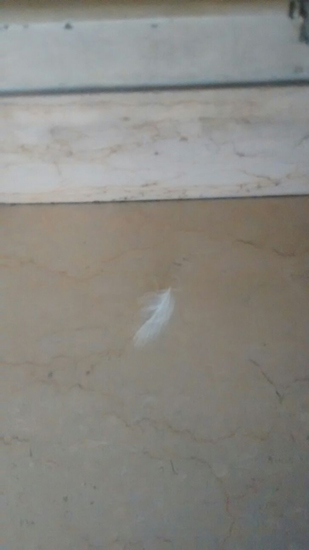 una piuma dagli angeli