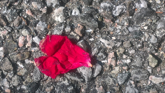 immagine di un petalo rosso a forma di cuore