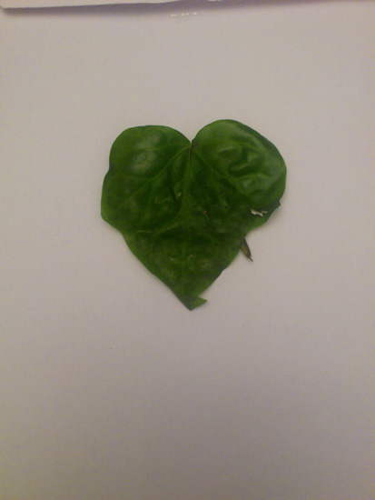 una foglia di spinaci a forma di cuore perfetto