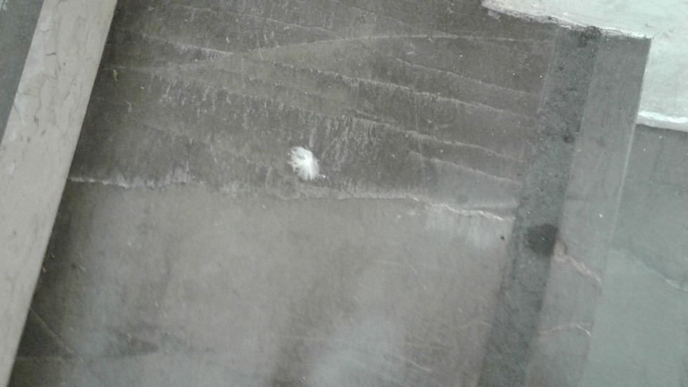 Image of a feather on the floor in front of the mortuary