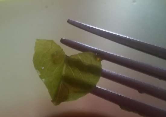 una foglia di insalata verde a forma di cuore